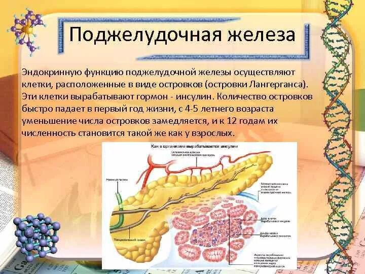 Инсулин синтезируется клетками островков лангерганса. Островки Лангерганса функции. Островки Лангерганса функции и гормоны. Островки Лангерганса вырабатывают гормон. Клетки островков Лангерганса и их функции.