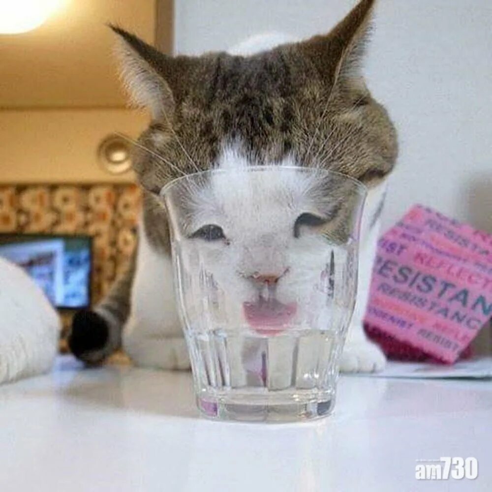 Кот в молоке. Кот в стакане. кот с бокалом. кот за стаканом.