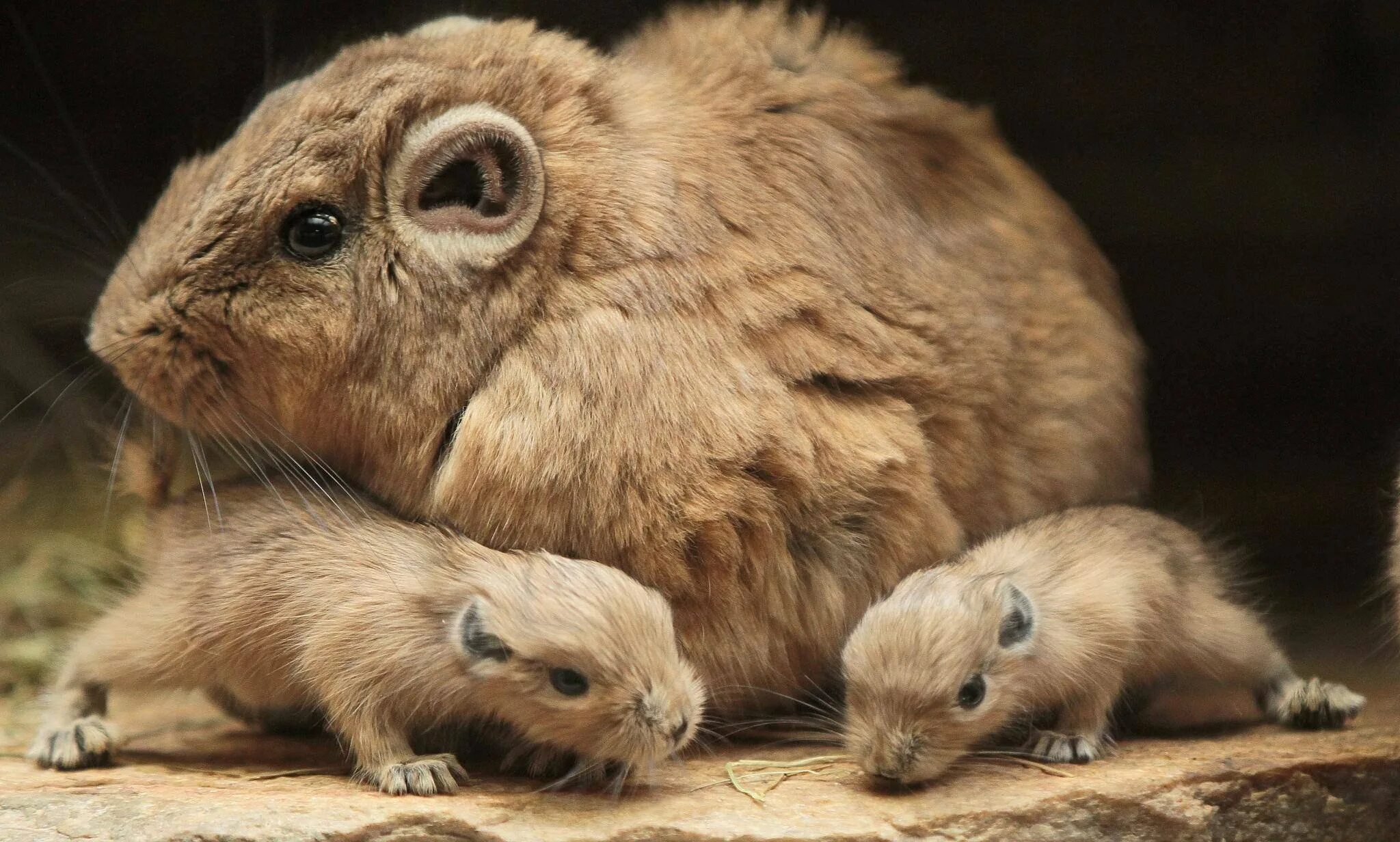 пищуха грызун северная. пищухи зайцеобразные. степной хомяк карбыш. альпийская пищуха. водосвинка капибара южной америки.