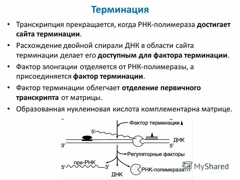 Терминация синтеза рнк. Терминация репликации у эукариот. Терминация репликации прокариот. Терминация транскрипции у эукариот. Терминация репликации биохимия.