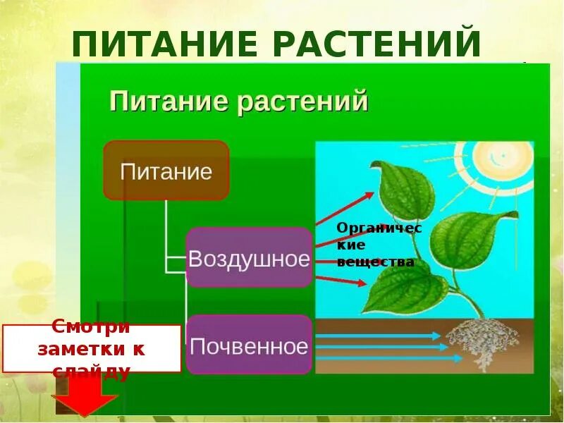 Человек получает от растений. Питание растений. Схема питания растений. Как питаются растения. Процесс питания растений.