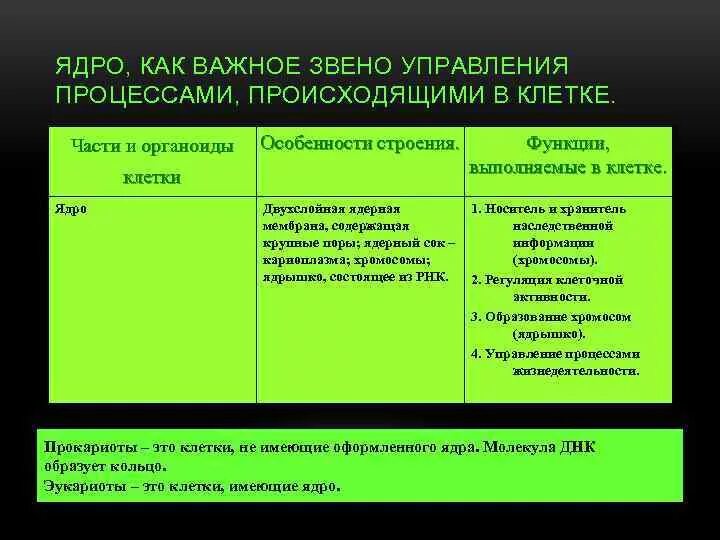 Особенности строения ядра клетки. Ядро клетки особенности строения и функции. Ядро клетки строение и функции. Особенности строения и функции ядра животной клетки.