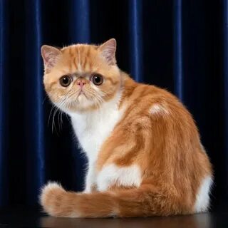 Экзот