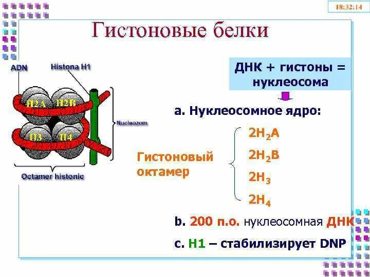 Связана с белками гистонами. Октамер гистонов. Нуклеосомный; ДНК, негистоновые белки. Гистоновые белки. Гистоны строение.