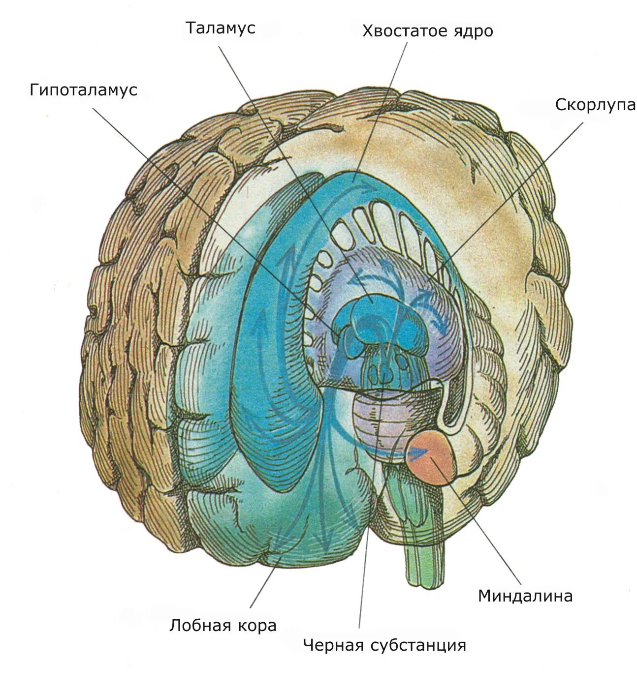 Хвостатое ядро мозга. Базальные ядра лимбическая система. Таламус и базальные ганглии. Базальные ганглии и лимбическая система. Хвостатое ядро головного мозга анатомия.