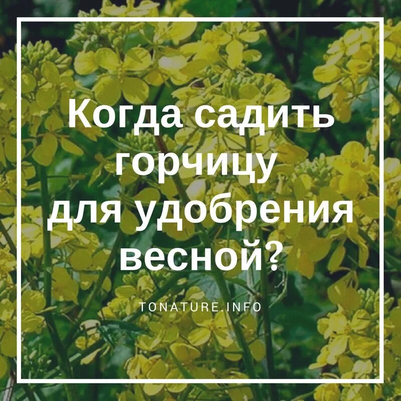 Когда сажать горчицу под зиму. Когда садить горчицу для удобрения весной. когда сажать горчицу. как садить горчицу для удобрения. когда сеять горчицу для улучшения почвы весной.