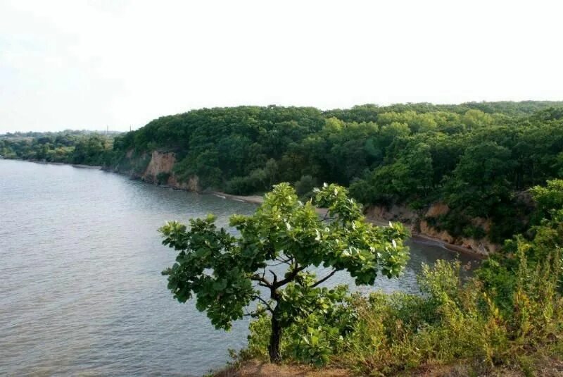 Остров ханка озеро. Озеро ханка приморский край. озеро ханка озеро ханка.