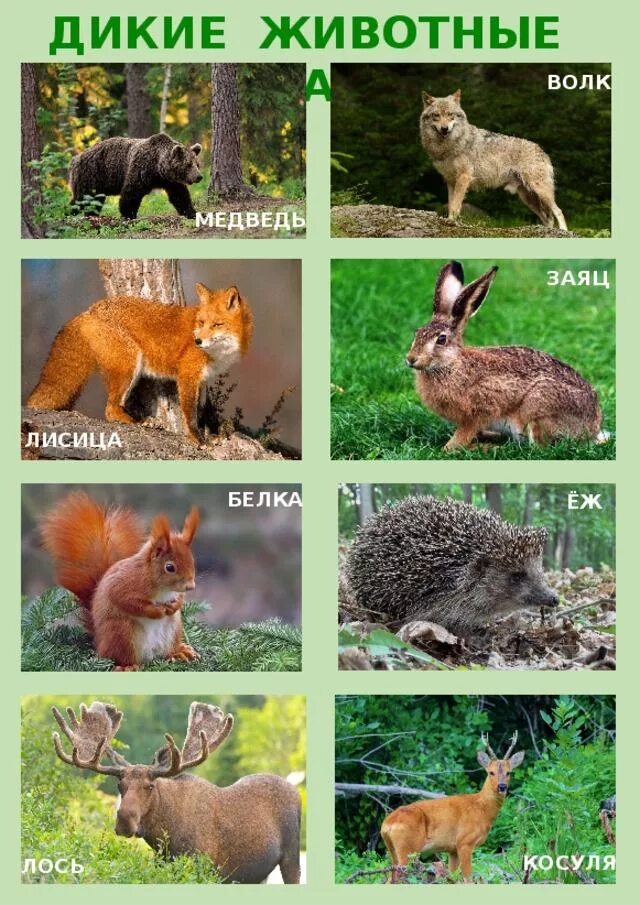 Заяц волк лиса это. Животные Южного Урала. Дикие животные. Дикие животные картинки. Животные леса.