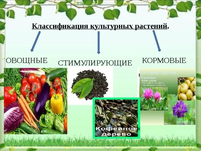 Сравнить и описать культурные растения. Культурные растения. Стимулирующие культурные растения. Сорта культурных растений. Культурные растения презентация.