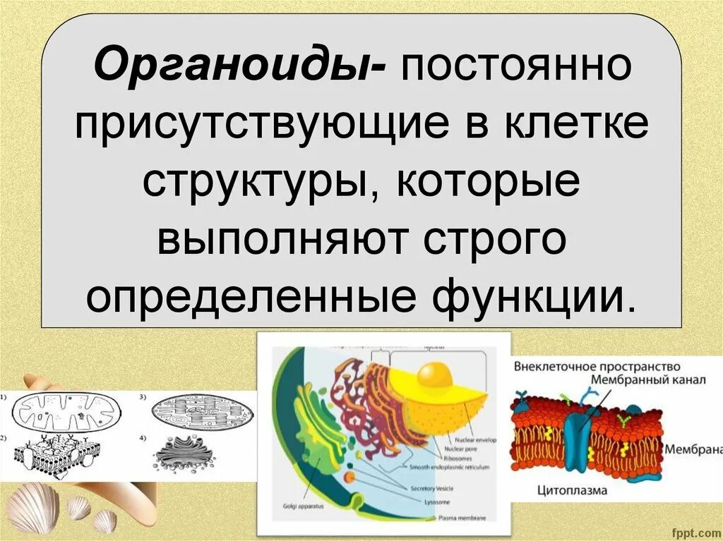 одномембранные органоиды клетки функции. органоиды эукариотической клетки. содержит органеллы. органеллы клетки. мембранные органеллы клетки таблица.