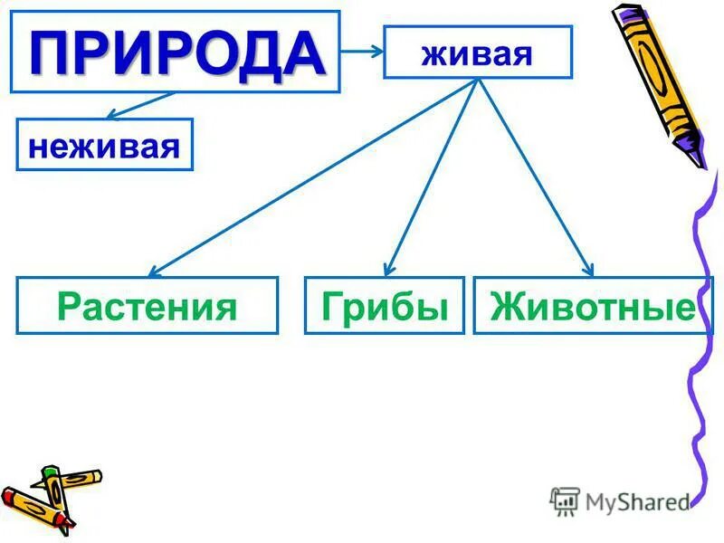 Гриб живой или неживой. Грибы это Живая или неживая природа. Корешки Живая или неживая природа. Цветы это Живая или неживая природа. Неодушевленные растения.