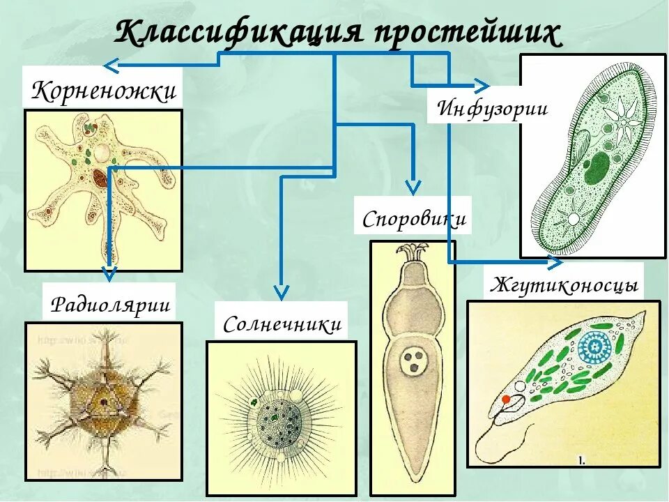 Группы организмов простейшие. Корненожки радиолярии солнечники Споровики. Царство животных Подцарство одноклеточные. Простейшие одноклеточные организмы строение. Корненожка жгутиковые инфузории.