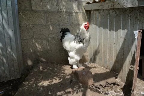 Брама колумбийская