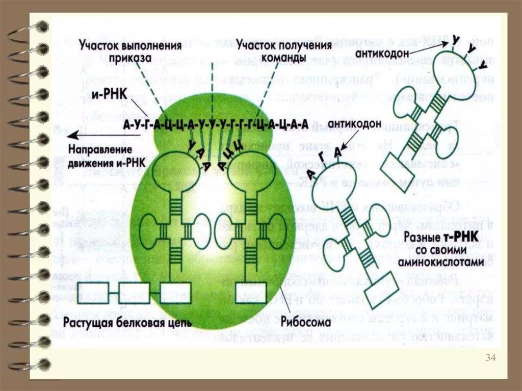 Биосинтез белка. Трансляция в биологии простыми словами. Антикодон направление. Антикодон является частью фермента.