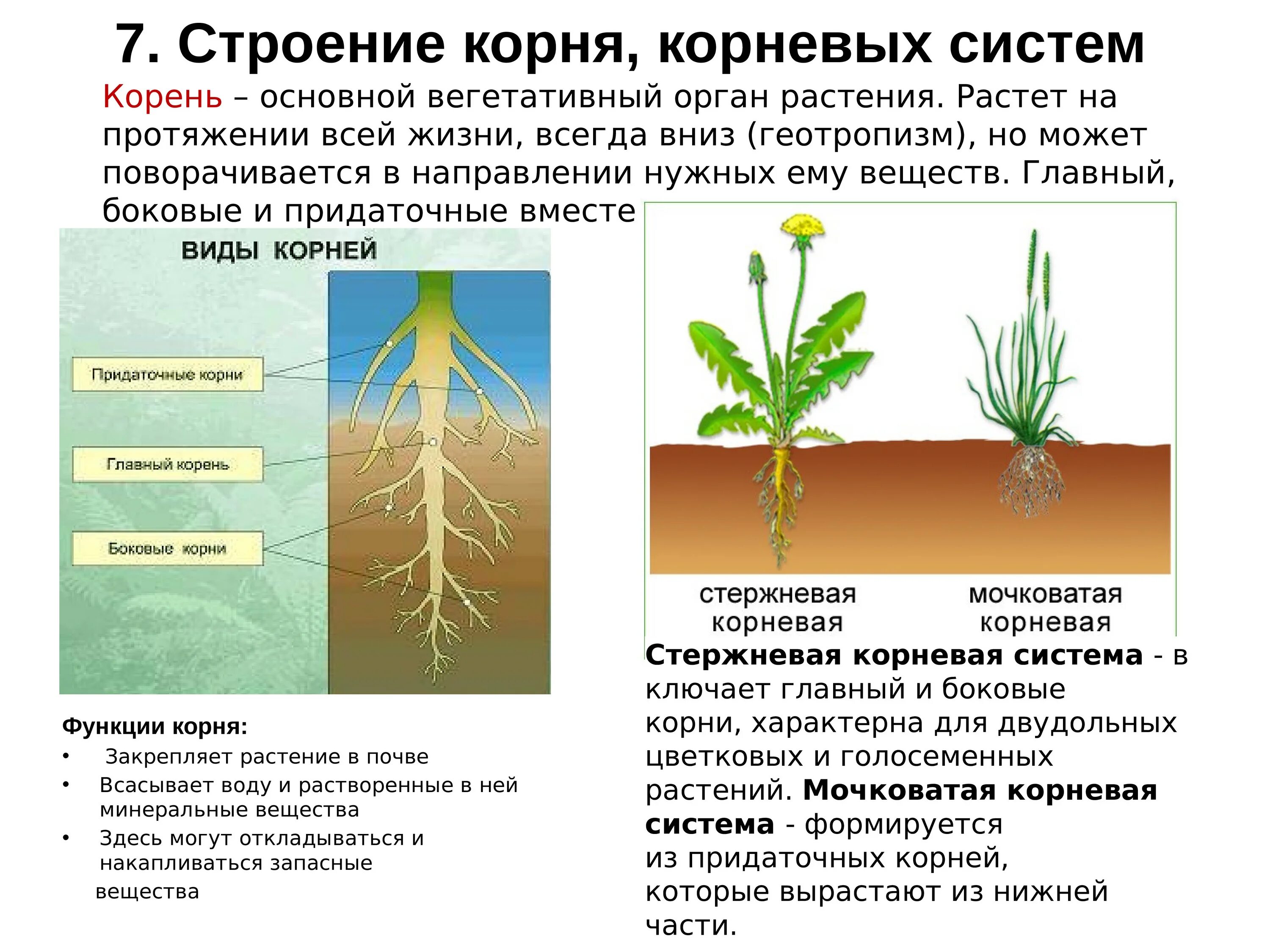 Типы корневых систем таблица. Корень и корневая система 6 класс биология. Строение корня голосеменных растений. Корень ботаника строение. Образование цветка появление вегетативных