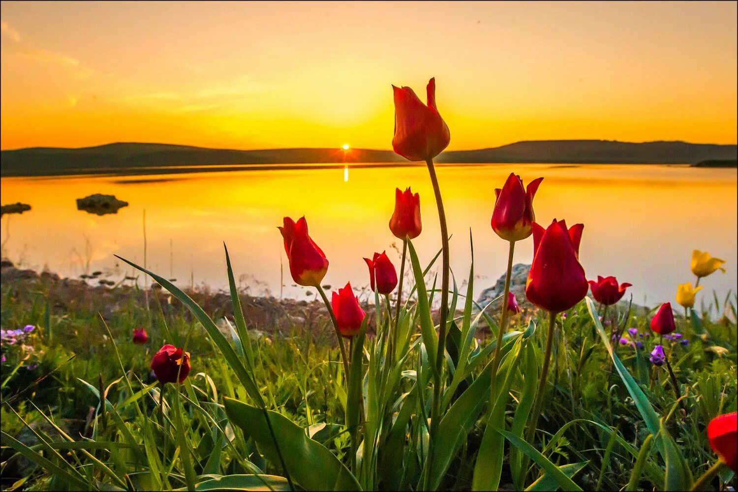 Дикие тюльпаны Шренка в Крыму. Весенний рассвет. Пейзаж цветы. Природа рассвет. Картинки с добрым утром весенний пейзаж
