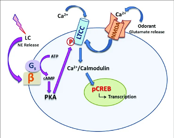 L Type Calcium channel. Casr Рецептор. Кальмодулин в синапсе. Casr кальций чувствительный Рецептор.