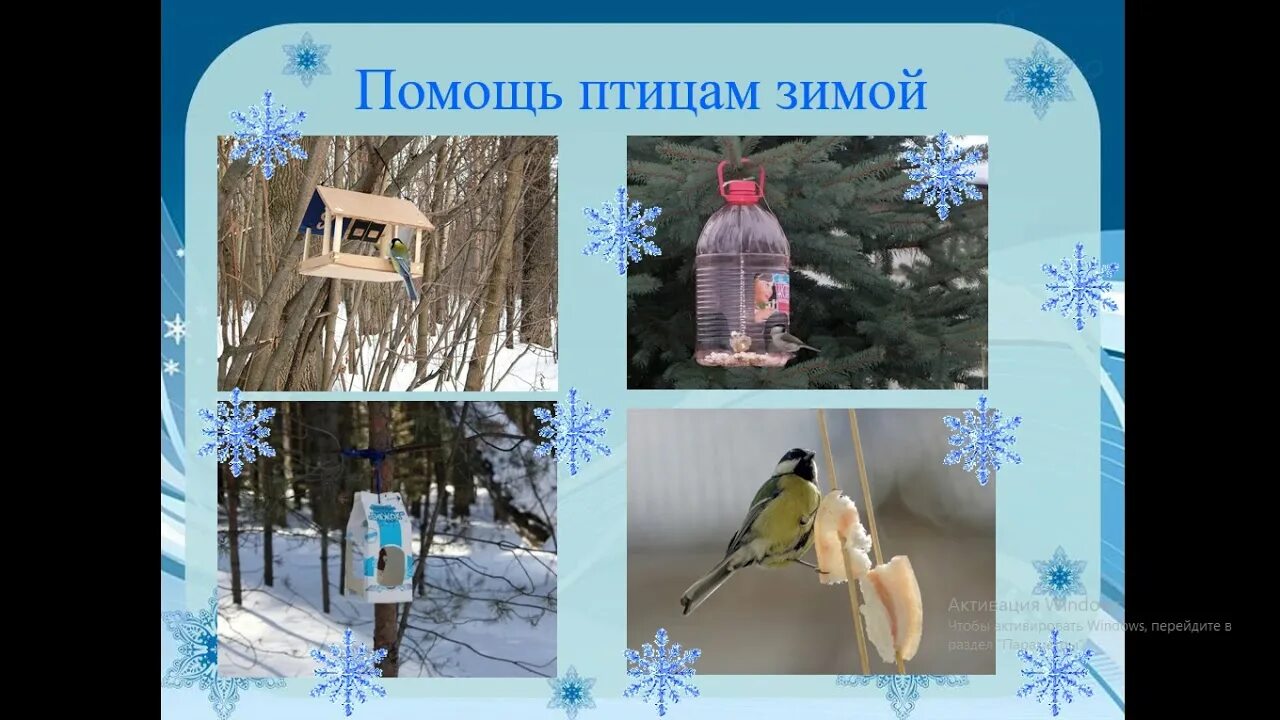 В гости к птицам. Кормушка для птиц. Синица лазоревка кормушка. В гости к птицам. Кормление птиц зимой.