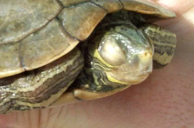 У черепахи белые глаза. Опухшие глаза у красноухой черепахи. Болезни глаз у красноухих черепах. Глаза красноухой черепахи. Панофтальмит у красноухой черепахи.