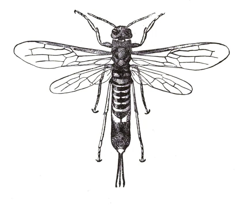 Tremex columba. Шершень рогохвост. пчела пилильщик. tremex columba насекомое. насекомые черно белые.