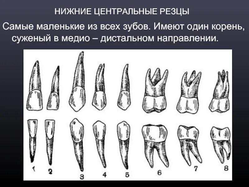 Форма передних резцов