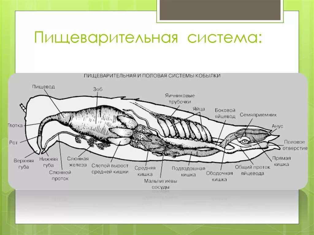 Слепо замкнутую пищеварительную систему имеют. Строение пищеварительной системы насекомых. Внутреннее строение богомола. Пищеварительная система прямокрылых. Пищеварительная система кузнечика.