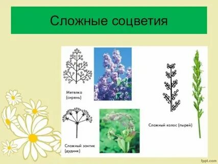 Простой колос растения