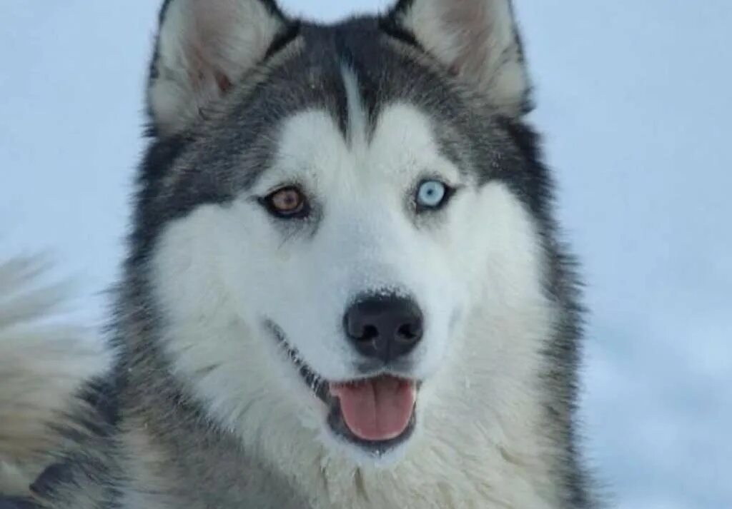 сибирский хаски разноглазый. хаски гетерохромия. сибирский хаски разноглазый. сибирский хаски разноглазый. хаски гетерохромия.