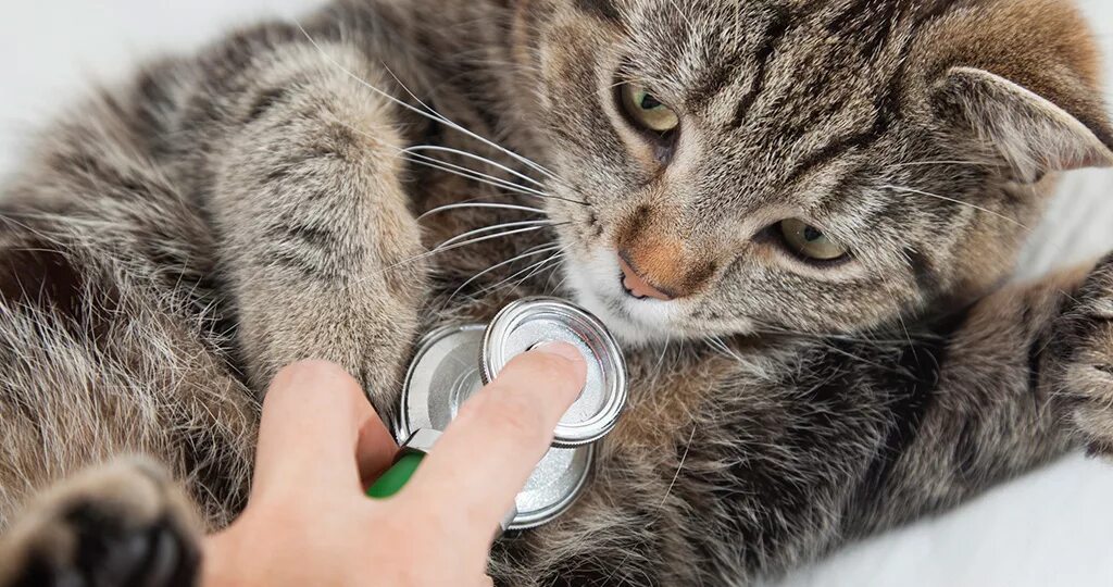 Cats usdt. Cats usdt. Котик выглядывает из коробки. Интересные коты. Cats usdt.