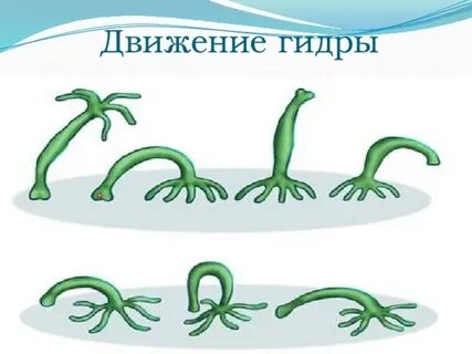 Движение гидры пресноводной
