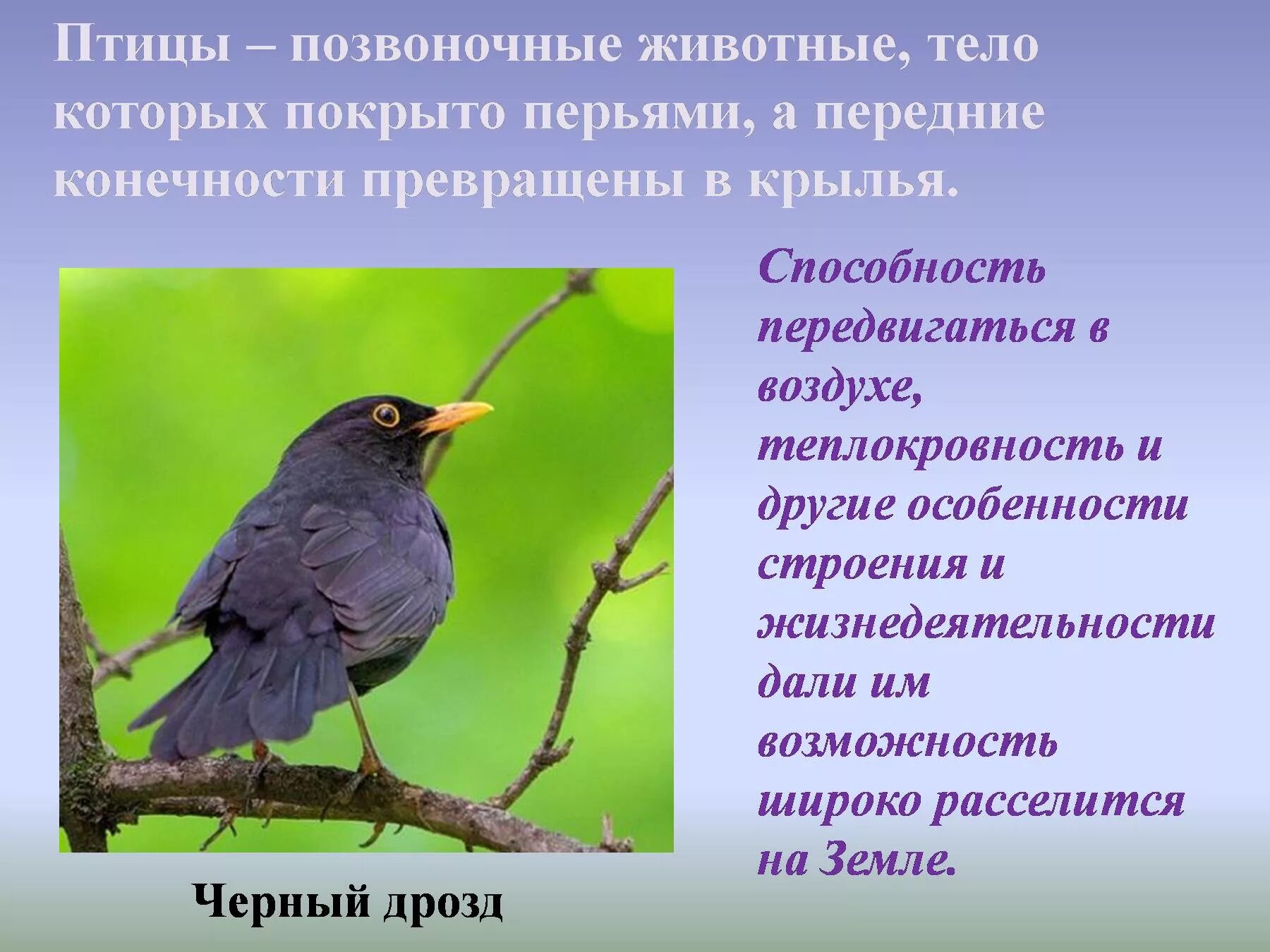 Особенности строения и жизнедеятельности птиц 8 класс. Теплокровные животные птицы. Теплокровность птиц. Особенности теплокровных животных птицы. Позвоночные птицы.