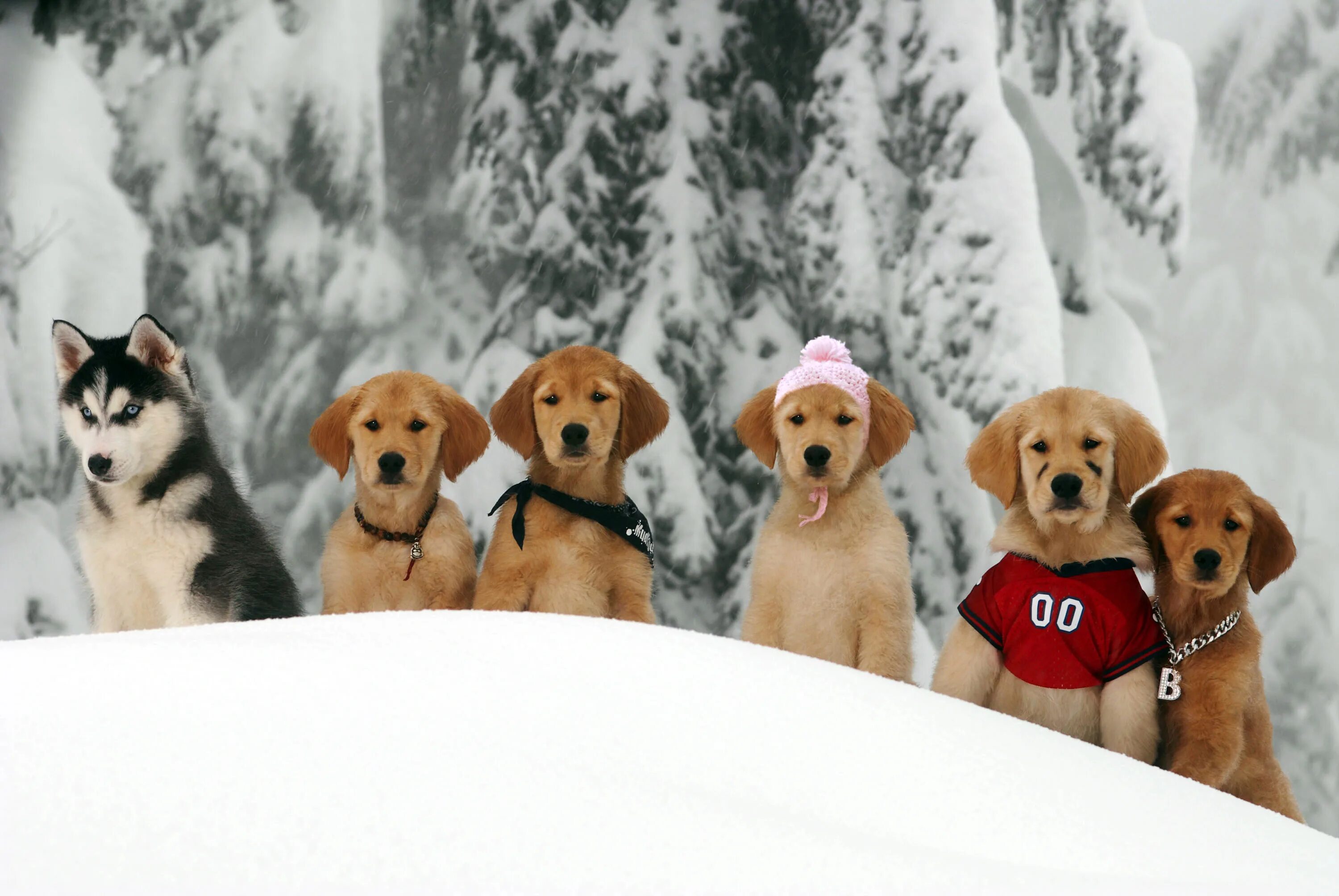 5 щенков фото Disney Buddies Collection Dog movies, Buddy, Golden retriever
