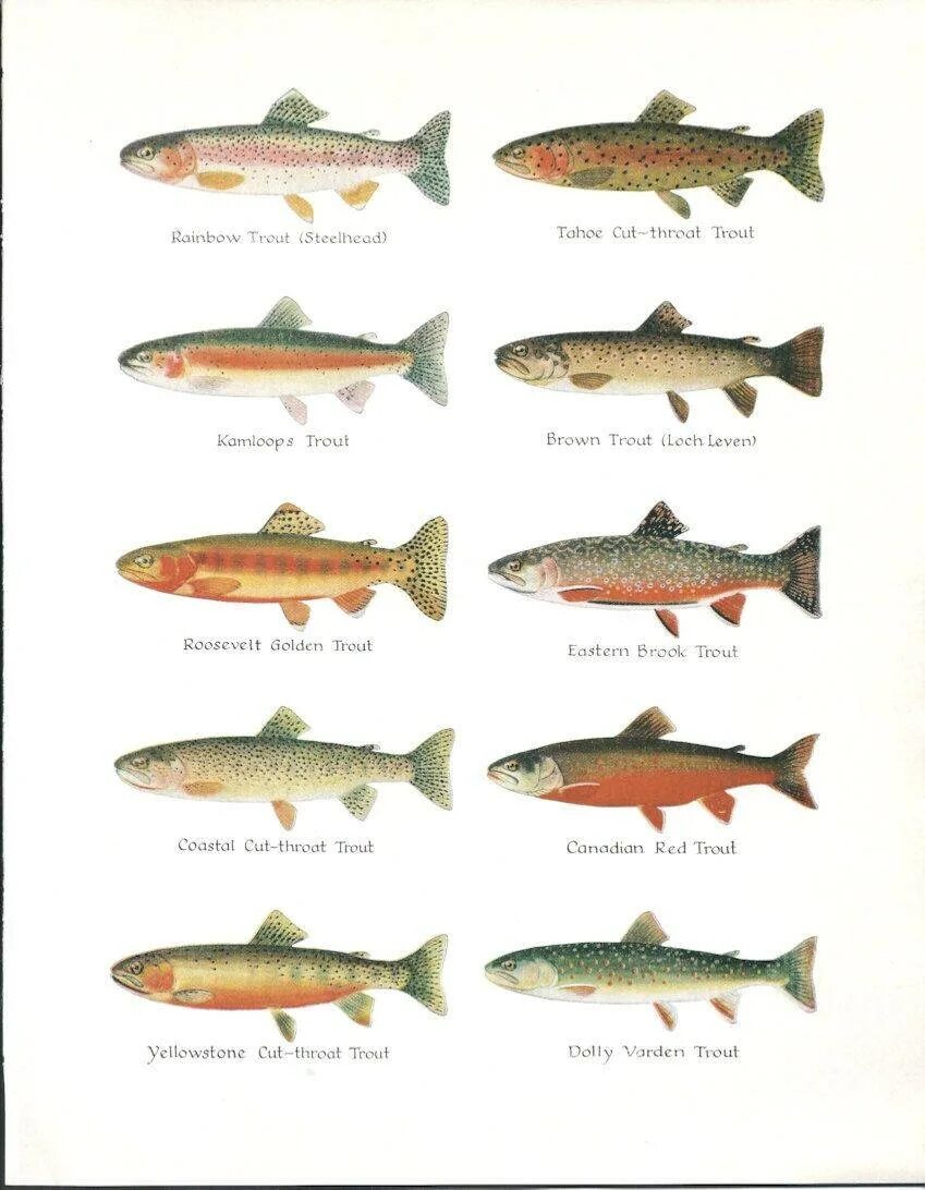 Красная рыба название на кумжа. Лососевая форель кумжа. Рыбы семейства лососевых названия. Кумжа- рыба семейства лососёвых.