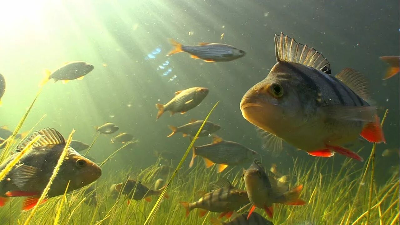 Куда поднести духовного карпа. Рыбки в речке. Рыбы в водоеме. Окунь под водой. Рыба в речке.