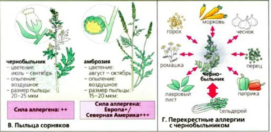 Амброзия сорняк аллерген. Растения вызывающие аллергию. Перекрестные аллергены с амброзией. Аллергия на пыльцу растений. Как проявляется аллергия на цветение