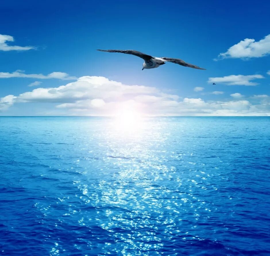 птицы над морем. альбатрос балтийское море. парящий над морем. море чайки закат. парящий над морем.