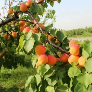 Волчок абрикос