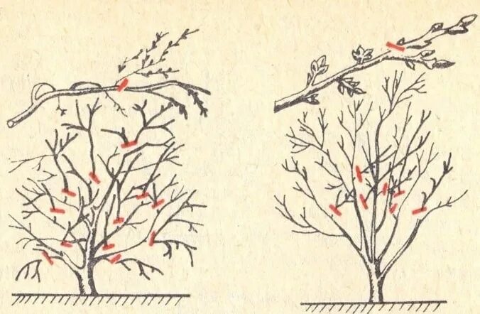 Нужно ли обрезать вишню. Войлочная вишня формировка. Обрезка вишни черешни весной схема. Обрезка войлочной вишни весной. Войлочная вишня формировка деревом.