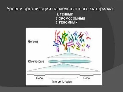 Геном уровне