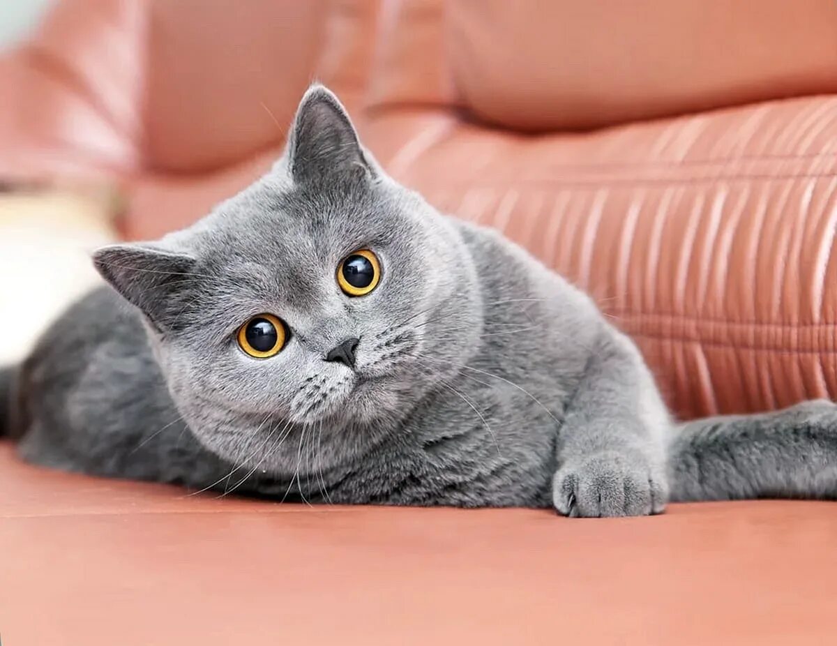 Британец кот прямоухий серый