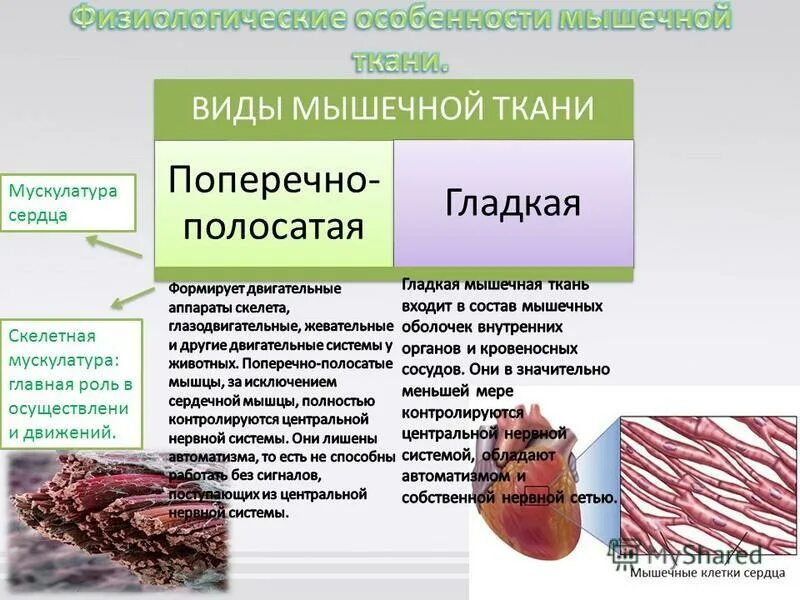 Поперечнополосатая скелетная мышечная ткань функция. Поперечно полосатые мышцы. Мышечная ткань. Виды мышечной ткани особенности. Гладкие и поперечно полосатые мышцы.