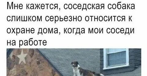 Что делать если соседская собака