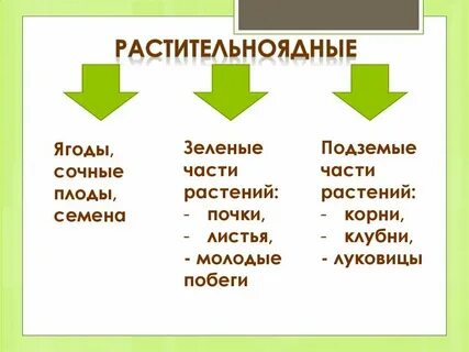 Б осмотрофный способ питания