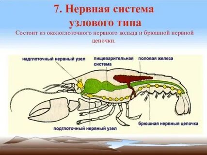 Брюшная нервная цепочка