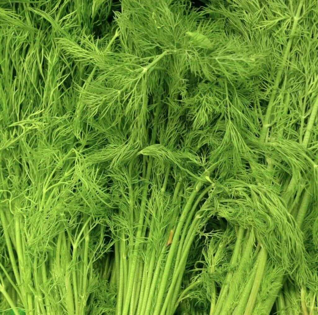 Укроп много. Укропная трава. Зелень укроп. Укроп большой.