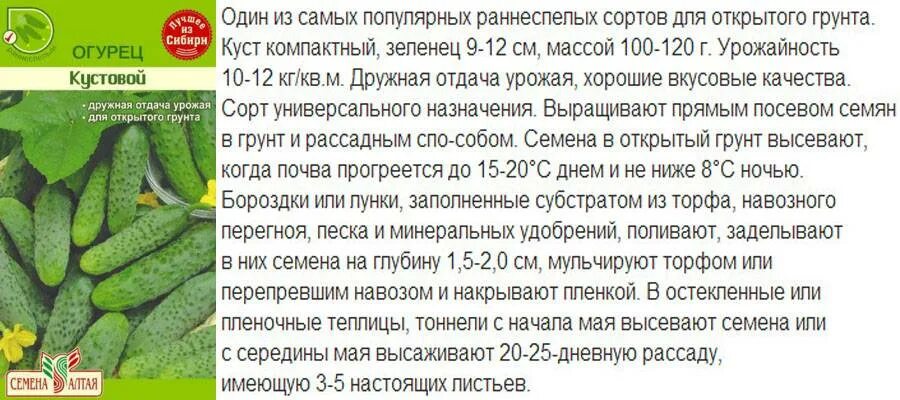 Огурцы температура посадки. Пучковые сорта огурцов для Сибири. Семена огурца f1 лилипут. Огурец чебоксарец f1.