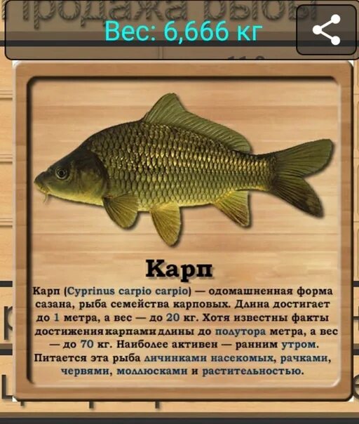 интересные факты про карпа. Leuciscus cephalus. белая рыба семейства карповых. рыба семейства карповых 5. карповый 4 буквы.