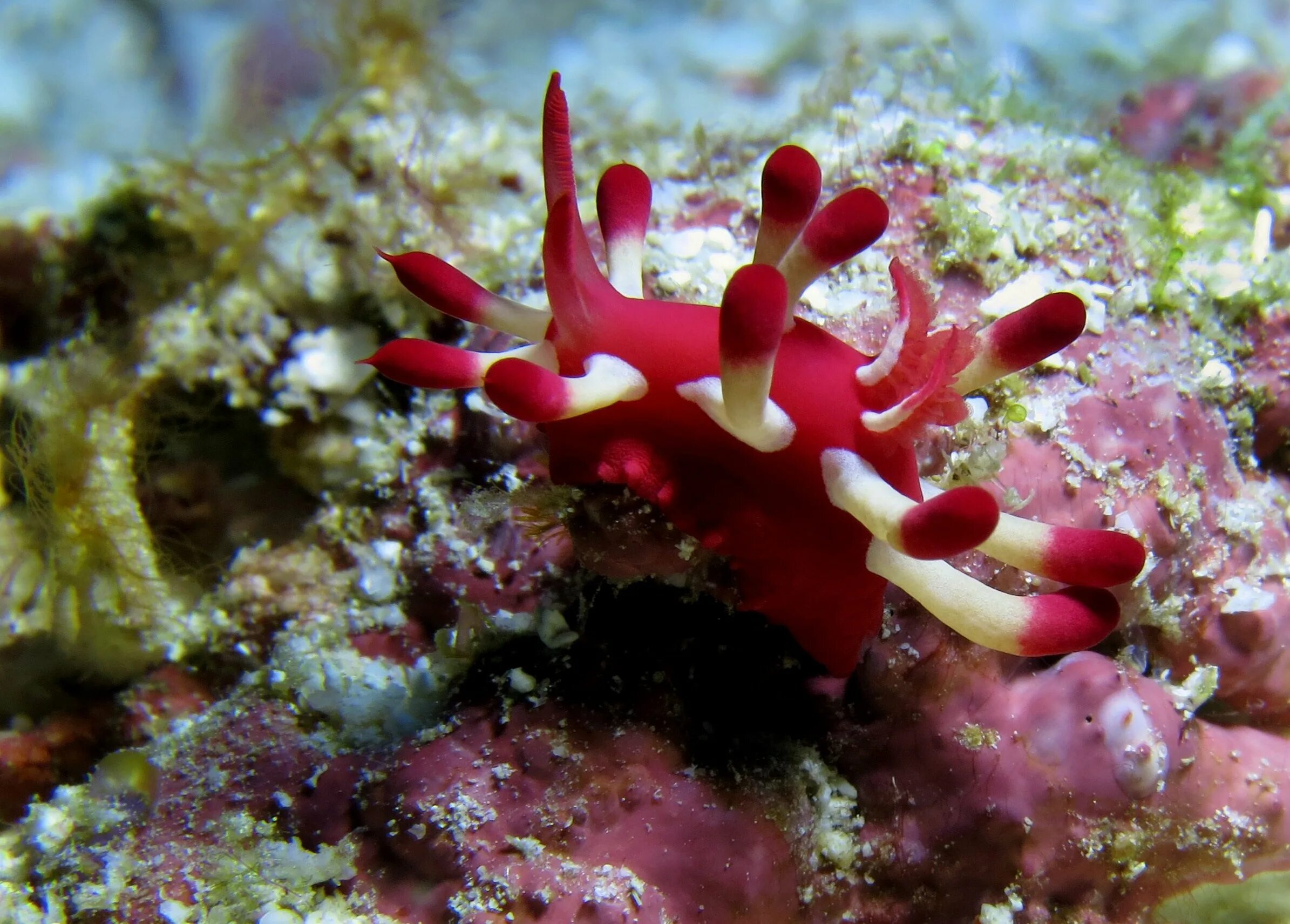 Красный коралл Кишечнополостные. Коралловые полипы и водоросли. Коралл циатофиллум. Класс коралловые полипы актиния красный коралл роговой коралл.