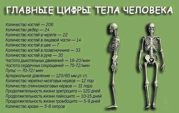 Сколько костей у новорожденного. Сколько костнй учнловека. Сколько косетц у человека?. Сколькоклстей в теле человека. Сколько костей в теле человека.