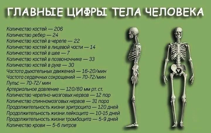 Сколько костей в теле человека. Сколько костнй учнловека. Сколько косетц у человека?. Количество костей у человека. Сколькоклстей в теле человека.